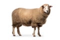 A Sheep, North country cheviot sheep breed isolated on white background. Generative AI