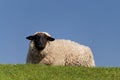 Sheep Royalty Free Stock Photo