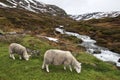 Sheep in Norway Royalty Free Stock Photo