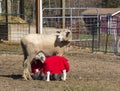 Sheep Nursing Her Two Lambs Royalty Free Stock Photo