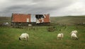 Sheep and old barn Royalty Free Stock Photo