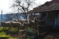 Sheep and an old village barn Royalty Free Stock Photo