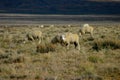 Sheep Open Range 2