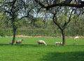 Sheep in orchard Royalty Free Stock Photo