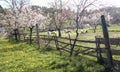 Sheep orchard Royalty Free Stock Photo