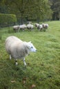 Sheep in an orchard in the netherlands near utrecht Royalty Free Stock Photo