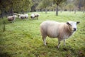 Sheep in an orchard in the netherlands near utrecht Royalty Free Stock Photo