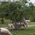 Sheep in an orchard at Temple Guiting, Cotswolds, Gloucestershire, England Royalty Free Stock Photo