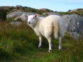 Sheep. Organic farming. Royalty Free Stock Photo