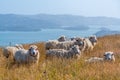 Sheep at otago peninsula in New Zealand Royalty Free Stock Photo