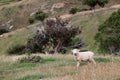 Sheep on the Otago Peninsula Royalty Free Stock Photo