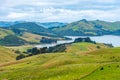 Sheep at otago peninsula in New Zealand Royalty Free Stock Photo