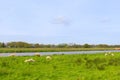 Sheep at the Overijsselse vecht Royalty Free Stock Photo