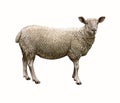 The sheep (Ovis aries