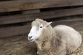 Funny sheep with crooked teeth