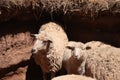 Sheep in a paddock Royalty Free Stock Photo