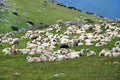 Sheep with paint markings in a green meadow