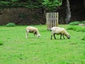 sheep in a park at summer Royalty Free Stock Photo