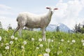 Sheep in Pasture Royalty Free Stock Photo