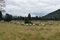 Sheep in the Pasture