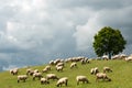 Sheep pasture on the hill