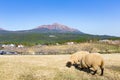 Sheep pasture with mount Kirishima