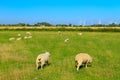Rye Harbour Nature Reserve pastoral view East Sussex England Royalty Free Stock Photo