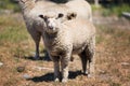 Sheep at a pasture in New Zealand