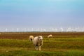 Sheep on the pasture in North Frisia