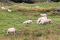 Sheep pasture in Norway