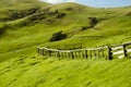 Sheep Pasture - Port Jackson - New Zealand