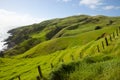 Sheep Pasture - Port Jackson - New Zealand