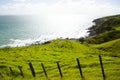 Sheep Pasture - Port Jackson - New Zealand