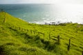 Sheep Pasture - Port Jackson - New Zealand