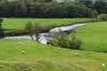 Sheep Pasture by River Ure, Haylands Bridge, Hawes, North Yorkshire, England, UK Royalty Free Stock Photo
