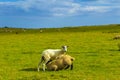 Sheep on a pasture summer day view Kent downs England Royalty Free Stock Photo