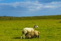 Sheep on a pasture summer day view Kent downs England Royalty Free Stock Photo