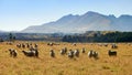 Sheep in the pasture under the mountains