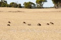 Sheep Pasture in the Wheatbelt Royalty Free Stock Photo