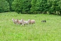 Sheep on the pasture Royalty Free Stock Photo