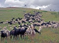 Sheep on the pasture and windmills