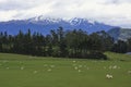 Sheep Pastures New Zealand