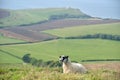 Sheep on path, Swyre Head Royalty Free Stock Photo