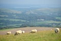 Sheep on path, Swyre Head Royalty Free Stock Photo