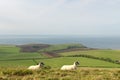 Sheep on path, Swyre Head Royalty Free Stock Photo