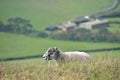 Sheep on path, Swyre Head Royalty Free Stock Photo