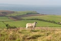 Sheep on path, Swyre Head Royalty Free Stock Photo