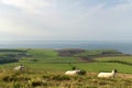 Sheep on path, Swyre Head Royalty Free Stock Photo