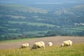 Sheep on path, Swyre Head Royalty Free Stock Photo