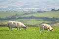 Sheep on path, Swyre Head Royalty Free Stock Photo